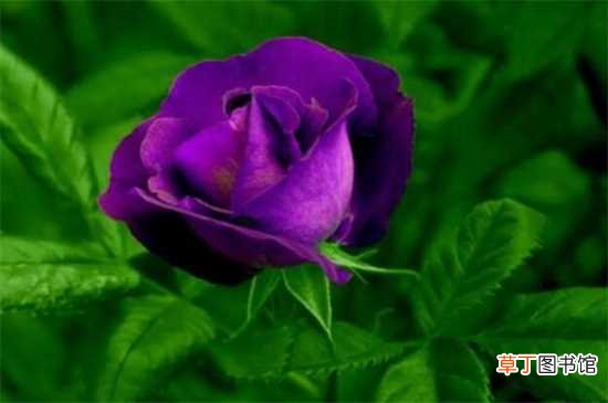 【寓意】紫玫瑰的寓意：浪漫真情 守护爱情