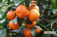【产地】橘子产地在哪里？橘子的主要产地分布和生长环境介绍