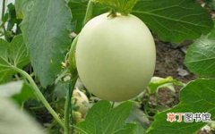 【香瓜】香瓜的高产种植技术和栽培管理要点