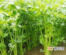 【芹菜】家庭种菜：芹菜的种植方法