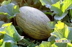 【哈密瓜】种植哈密瓜的常见病虫害及防治技术