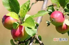 【生长】苹果的生长习性和种植条件介绍