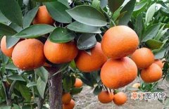 【生长习性】柑橘的生长习性和主要产地分布