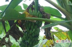 【香蕉】香蕉有种子吗？香蕉是怎么繁殖的？