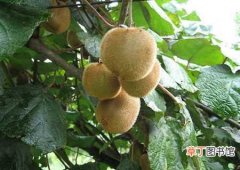 【桃】猕猴桃的生长环境和主要产地分布