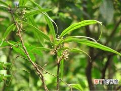 【图片】柳叶杜茎山是一种什么植物？柳叶杜茎山图片及简介