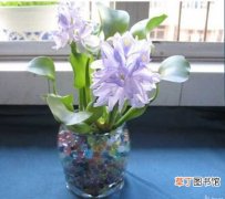 【花】室内花卉植物的水培技术和养护方法