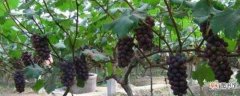 【方法】葡萄的管理方法有哪些？