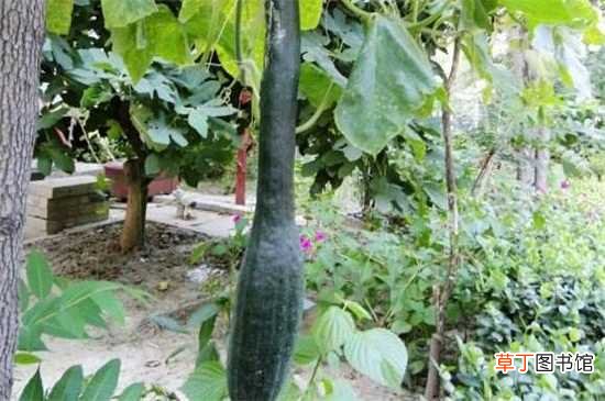 【常见】南瓜的品种，盘点10种常见高营养南瓜：密本南瓜 黄狼南瓜