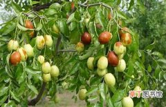 【树】枣树怎么嫁接？枣树的几种嫁接方法介绍