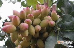 【果树】开心果果树的生长习性和种植条件介绍