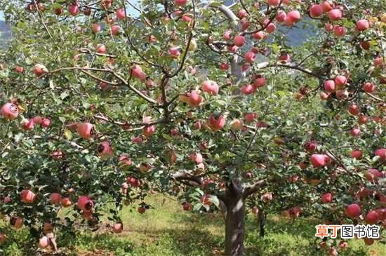 【苹果树】苹果树先长叶还是先开花