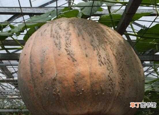【注意事项】大南瓜的种植方法，5个步骤种出的南瓜又大又甜：大南瓜种植方法 南瓜种植注意事项