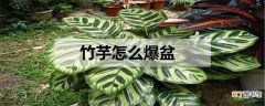 【爆盆】竹芋怎么爆盆 养殖方法是什么