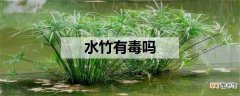 【有毒】水竹有毒吗 如何养殖水竹