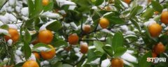 【树】橘子树冬天落叶后还能发芽