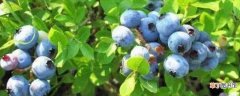 【树】蓝莓树的形态