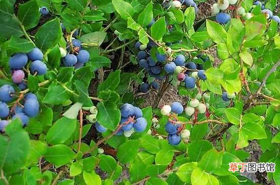 【种植方法】蓝莓籽能种植吗：蓝莓籽是能种植的 蓝莓籽的种植方法