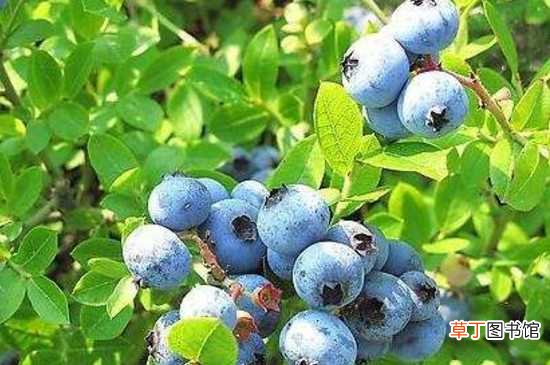 【种植方法】蓝莓籽能种植吗：蓝莓籽是能种植的 蓝莓籽的种植方法