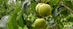 【养殖方法】梨树修枝方法和时间 梨树的养殖方法