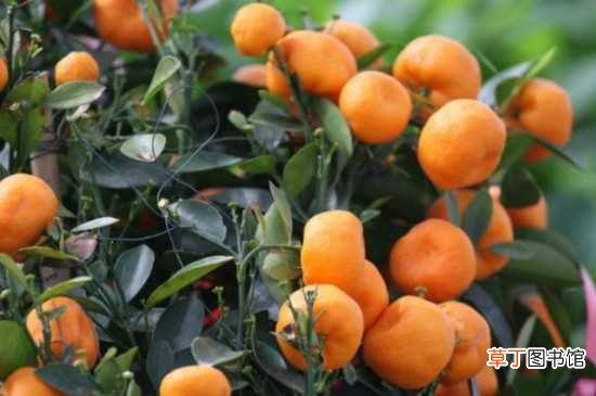 【树】橘子树不怕冻
