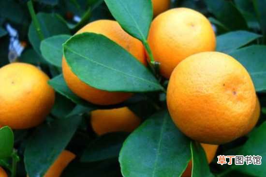 【树】橘子树不怕冻