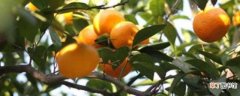 【树】橘子树养殖的方法 注意事项