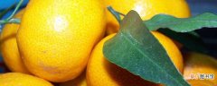 【橘子】黄岩橘子在9月～10月采摘