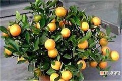 【树】橘子树适合在室内养