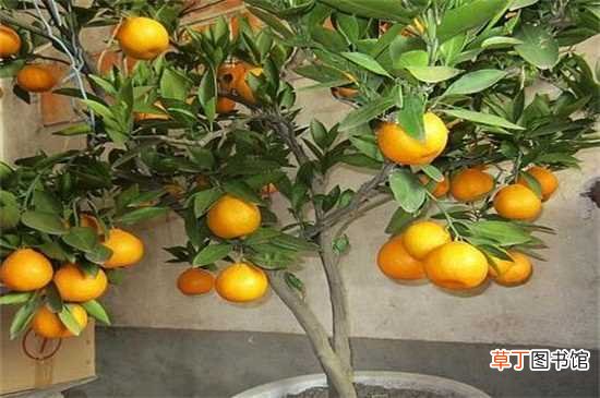 【开花】橘子5～6年才开花结果
