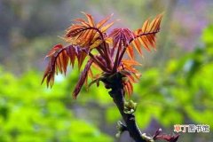【香椿】盆栽香椿树怎样养护 香椿的食用方法