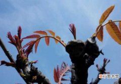 【树】香椿树的种植技术 椿芽的采收技术