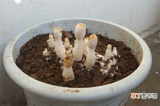 【蘑菇】家庭蘑菇种植技术，4个步骤种植出美味的蘑菇：家庭蘑菇的种植技术 家庭蘑菇的养殖注意事项