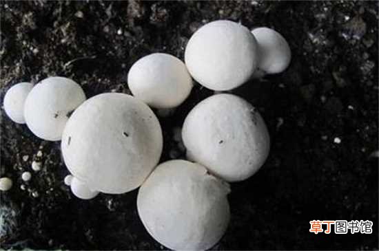 【蘑菇】家庭蘑菇种植技术，4个步骤种植出美味的蘑菇：家庭蘑菇的种植技术 家庭蘑菇的养殖注意事项