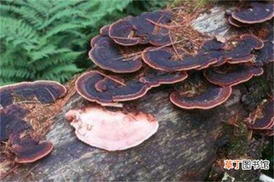 【种类】蘑菇分类：蘑菇种类：食用蘑菇 药用蘑菇