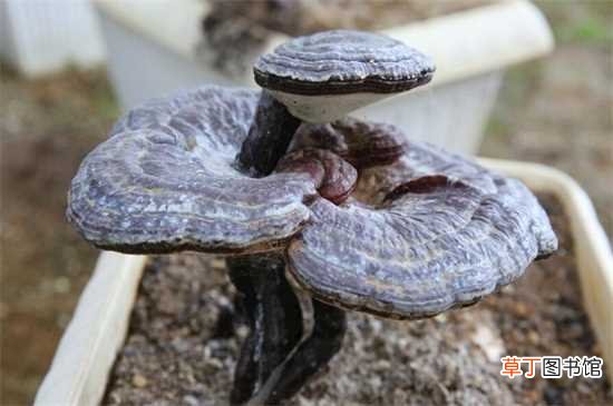 【种类】蘑菇分类：蘑菇种类：食用蘑菇 药用蘑菇