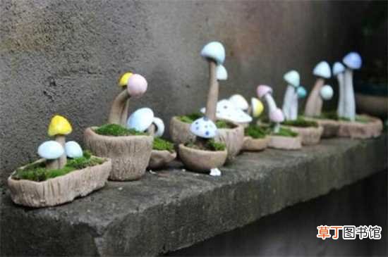 【种植】蘑菇怎么种植：种植时间 选择菌种