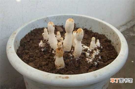 【种植】蘑菇怎么种植：种植时间 选择菌种