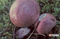 【有毒】什么样的蘑菇有毒，5种辨认方法区分是否有毒：生长位置 颜色多样