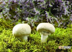 【食用】常见食用蘑菇种类