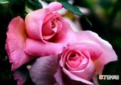 【玫瑰】粉色11朵玫瑰代表什么，代表着一心一意爱着你：粉色11朵玫瑰代表一