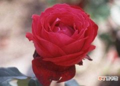 【洋桔梗】玫瑰和洋桔梗的区别，一眼辨别玫瑰和洋桔梗的5个方法：玫瑰和洋