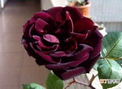 【种植】路易十四玫瑰怎么种植，四个步骤手把手教你种植：路易十四玫瑰的播