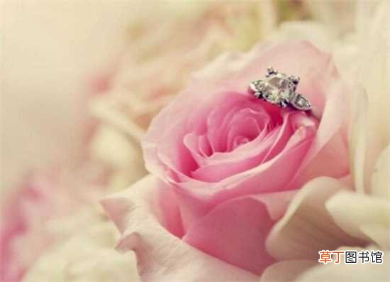 【适合】粉玫瑰代表什么意思，代表爱的宣言/初恋懵懂：粉玫瑰代表爱的宣言意思 粉玫瑰适合表白或求婚