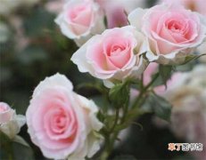 【适合】粉玫瑰代表什么意思，代表爱的宣言/初恋懵懂：粉玫瑰代表爱的宣言