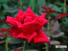 【玫瑰花】一支玫瑰花代表什么 小知识-玫瑰花怎样选购