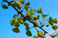 【吃】银杏树上的果子可以吃