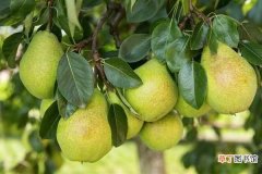 【梨】吃完梨的种子能种吗 种植方法有哪些