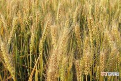 【种植】小麦种植最佳时间和方法及注意事项 什么季节播种好