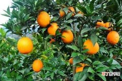 【橙子】橙子籽能种出来橙子树吗 种植方法有哪些